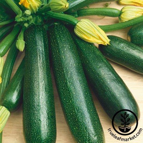 Fordhook Zucchini Summer Squash Seeds | Non-GMO, Heirloom - Gardening
