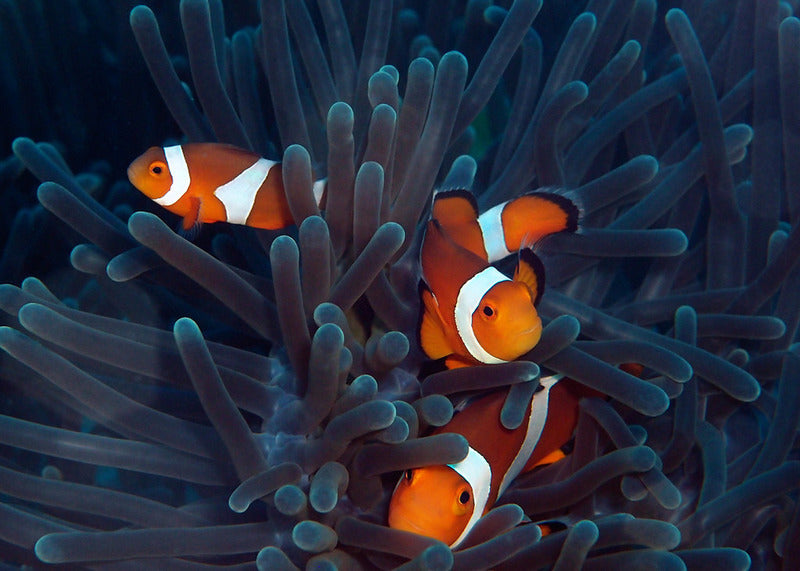 Nauticam Announces Housing for Olympus XZ-1