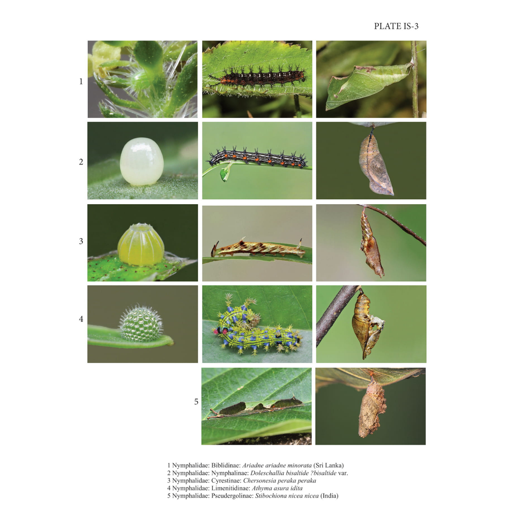 洋書 THE BUTTERFLYS OF THE MALAY PENINSULA The Butterflies of the