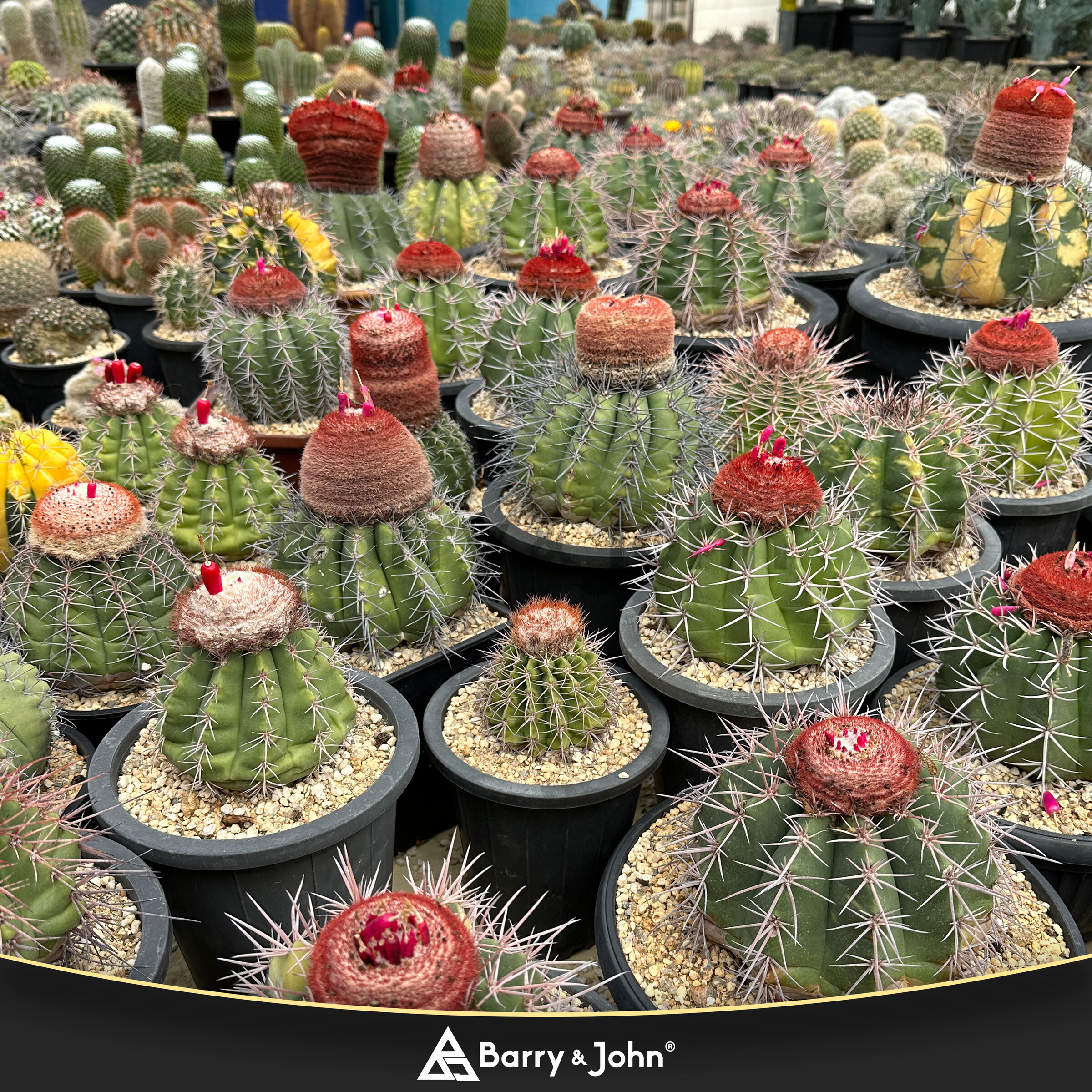 仙人掌｜Cactus – Barry & John