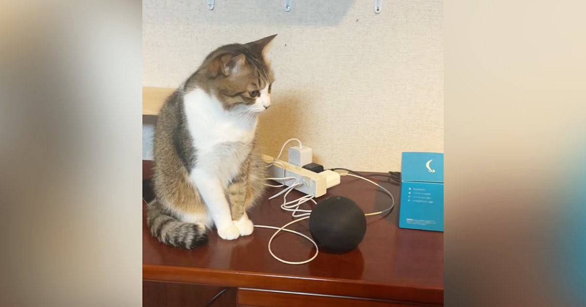 スマートスピーカーに『猫のモノマネして』と指示した結果→隣にいた猫