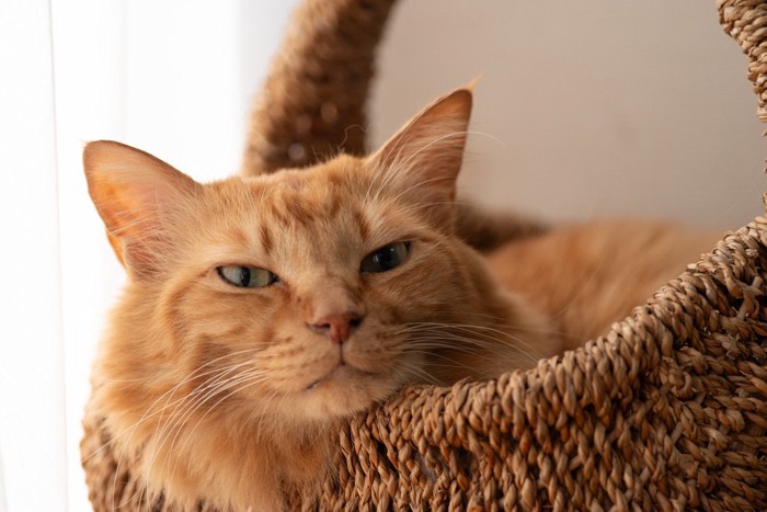 茶トラ』ってどんな猫？特徴や性格、飼い方のポイントも 人懐っこい子