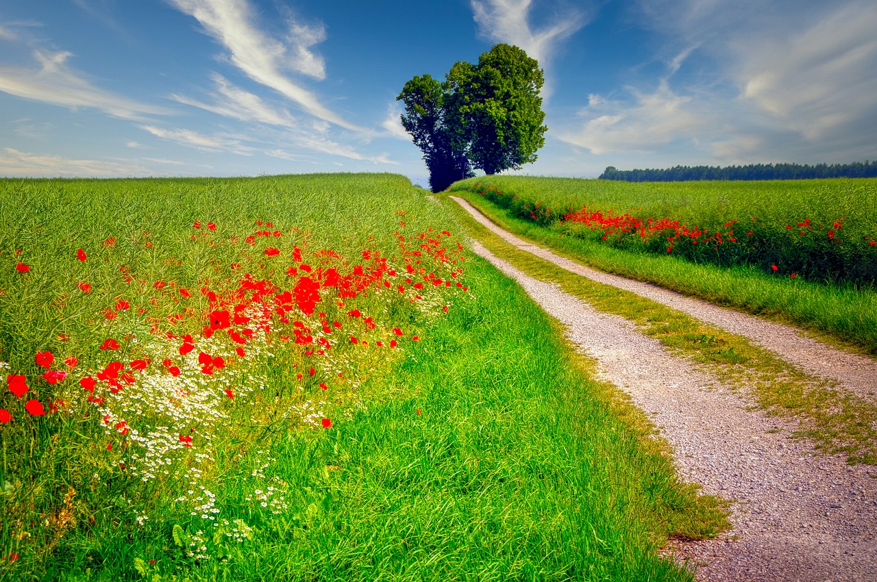 Meadow Road 牧草地の道