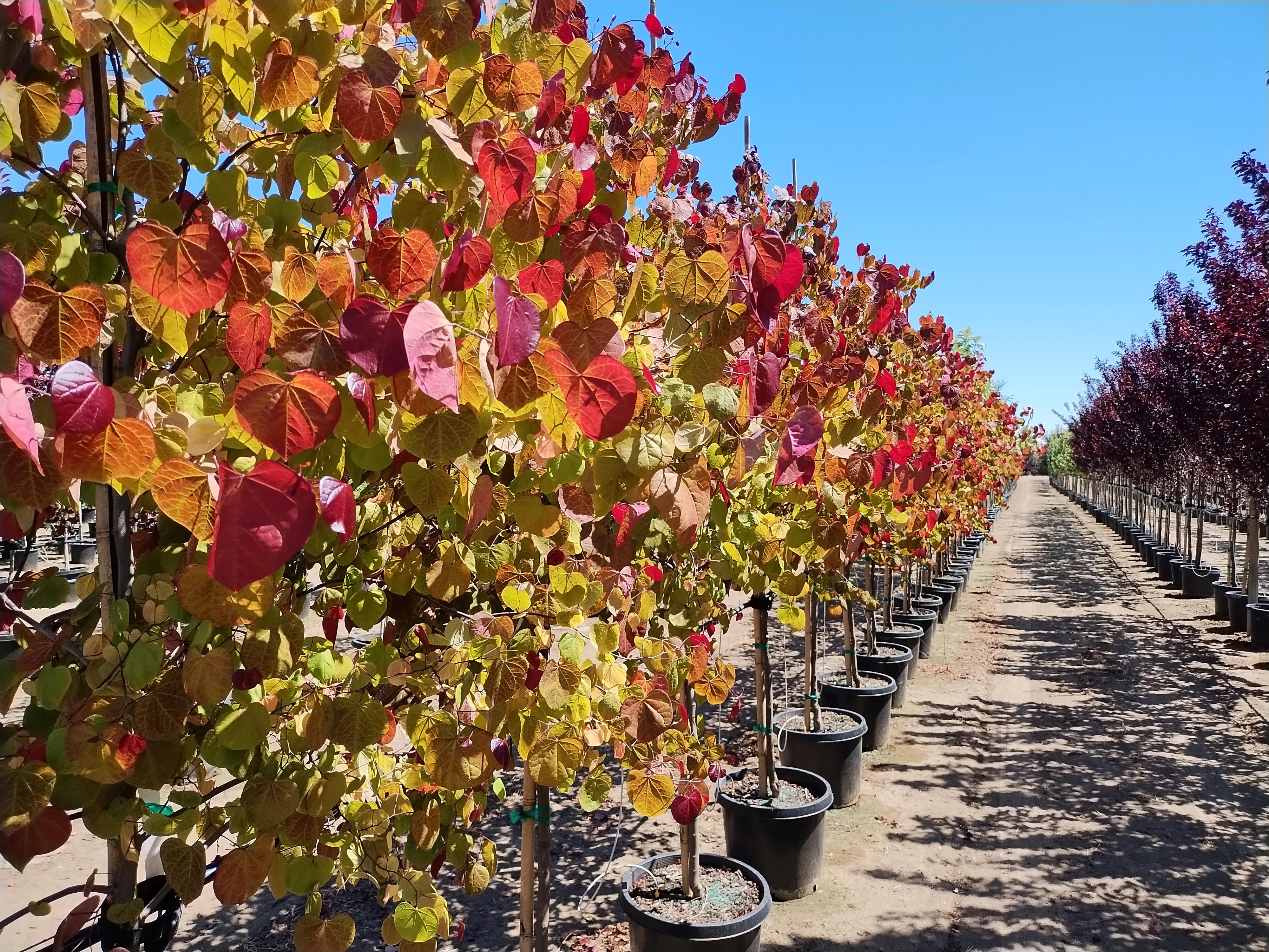 Flame Thrower® Redbud | Garden Gate Nursery