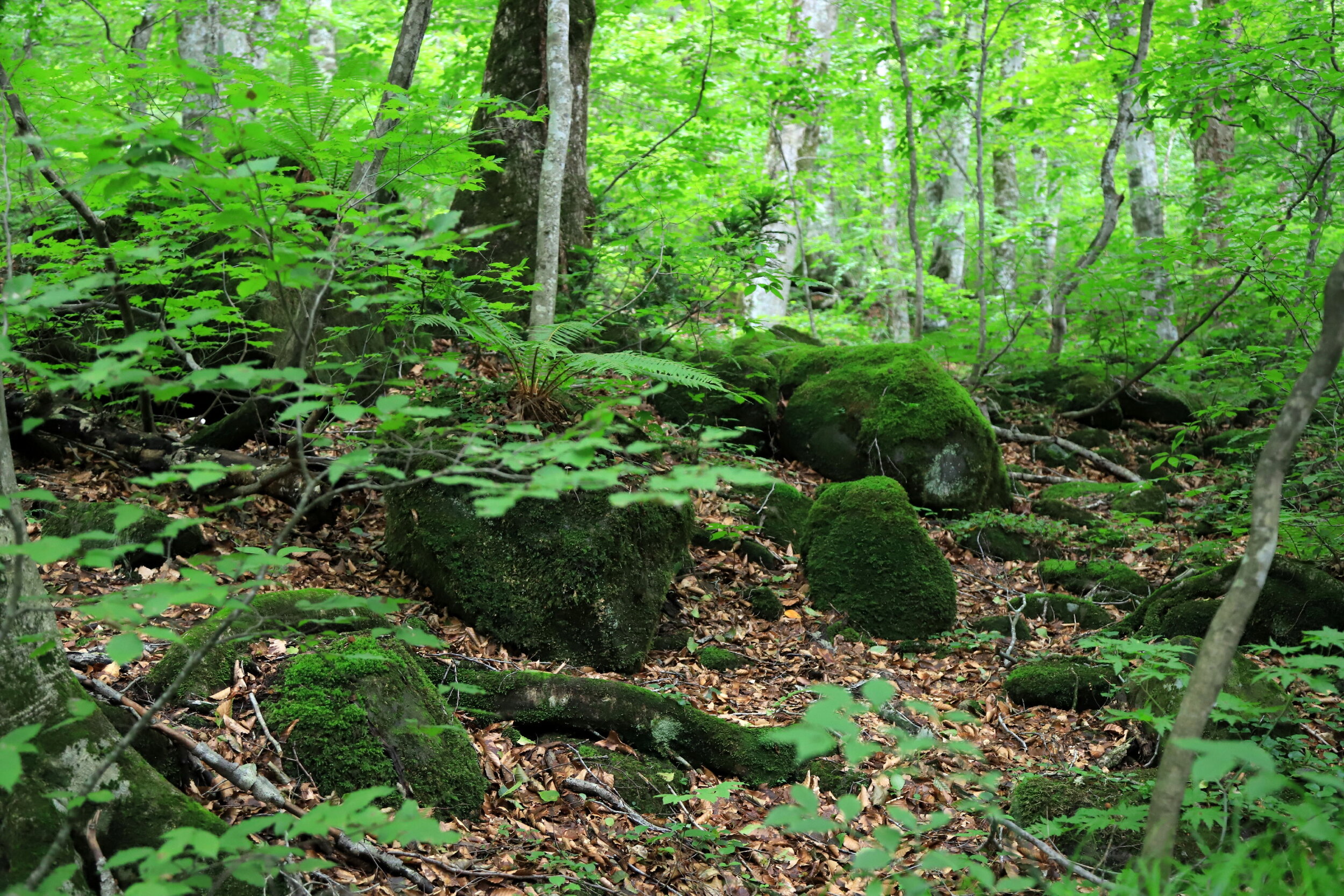 Towada Travel - 小さな奥入瀬をマイルームへ!