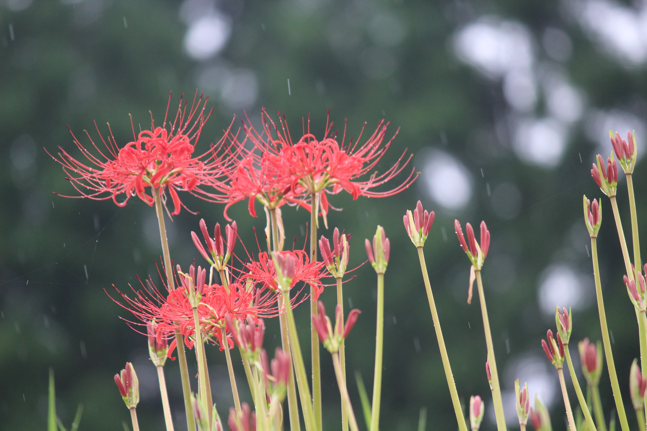 よしびの彼岸花群生地 - 黒木