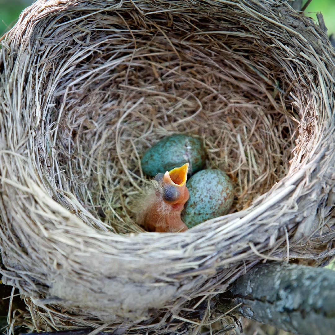 工芸品 birds festive mistle thrush egg 工芸品 birds festive mistle