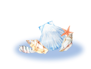 貝殻水彩画のイラスト素材 [FYI04307795] | ストックフォトの Qlean