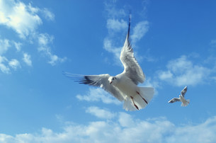 空を飛ぶ鳥の写真素材 [FYI03948872] | ストックフォトの Qlean Market