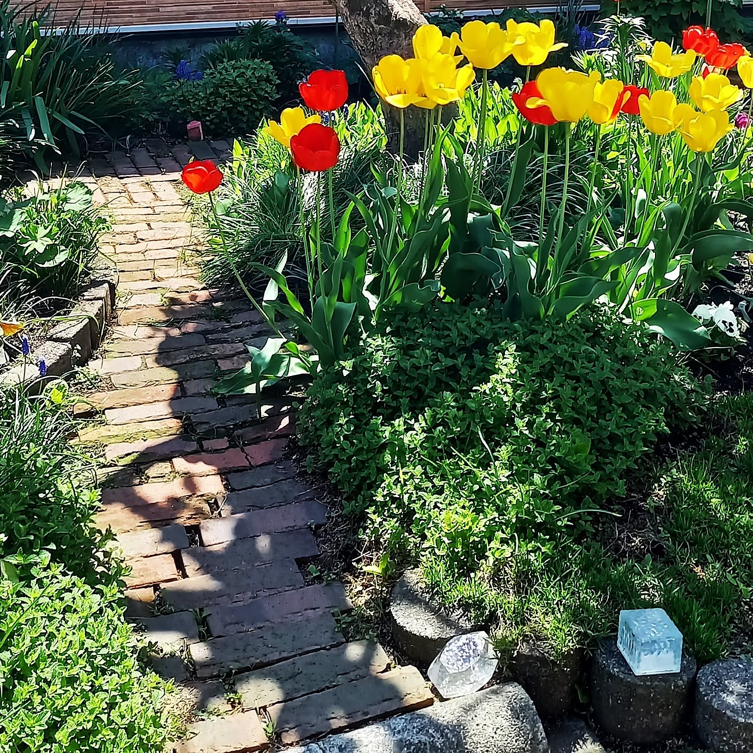 参考品 自宅庭に咲いた花達！ 参考品 自宅庭に咲いた花達！ 参考品