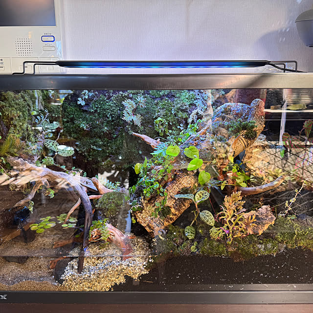 中型テラリウム水槽レイアウト 照明付き アクアテラリウム SHIZUKU