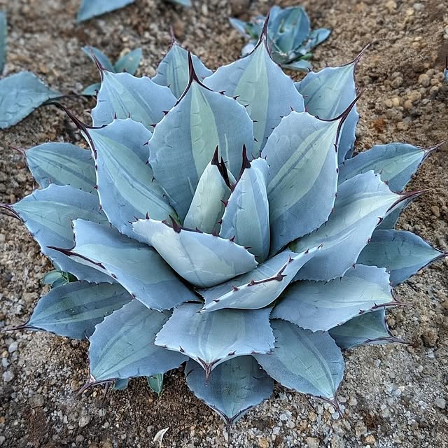 ドライガーデン パリーのインテリア実例 ｜ RoomClip（ルームクリップ）