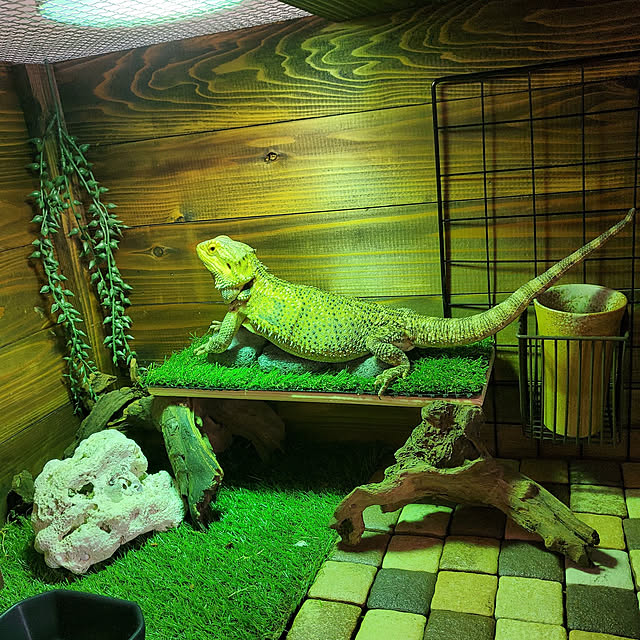 爬虫類ケージ 80×45×45㎝ リクガメ フトアゴ ゲージ 小動物 爬虫類