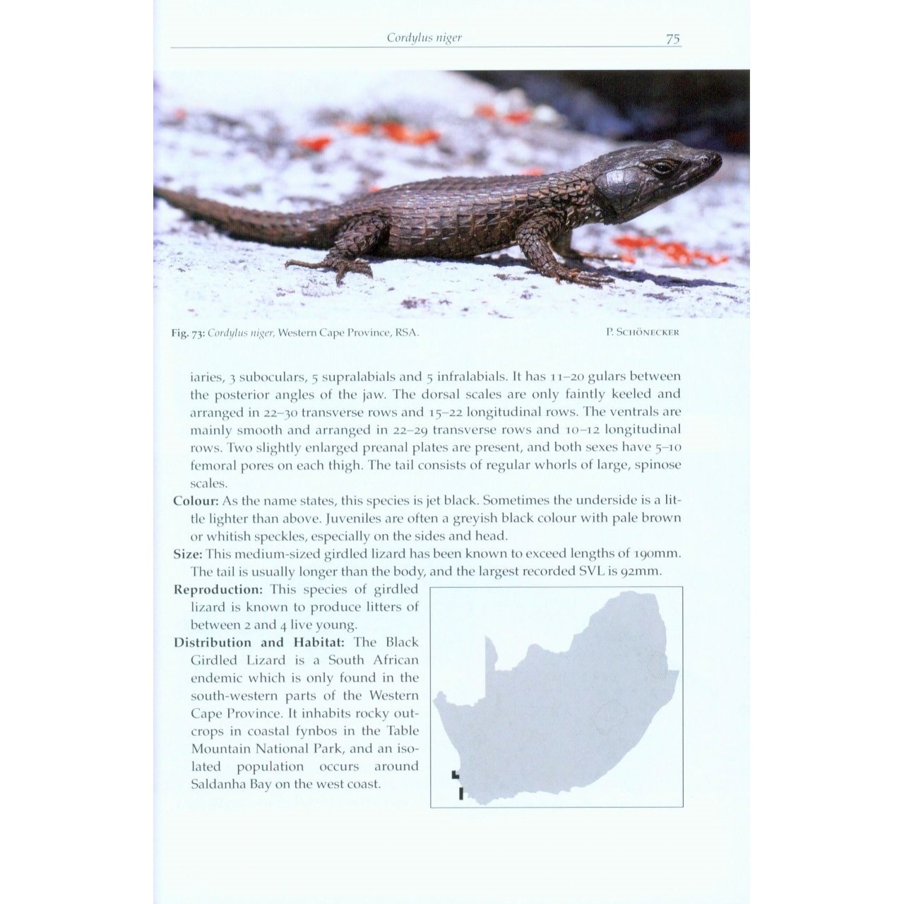 Girdled Lizards and their Relatives - Veldshop