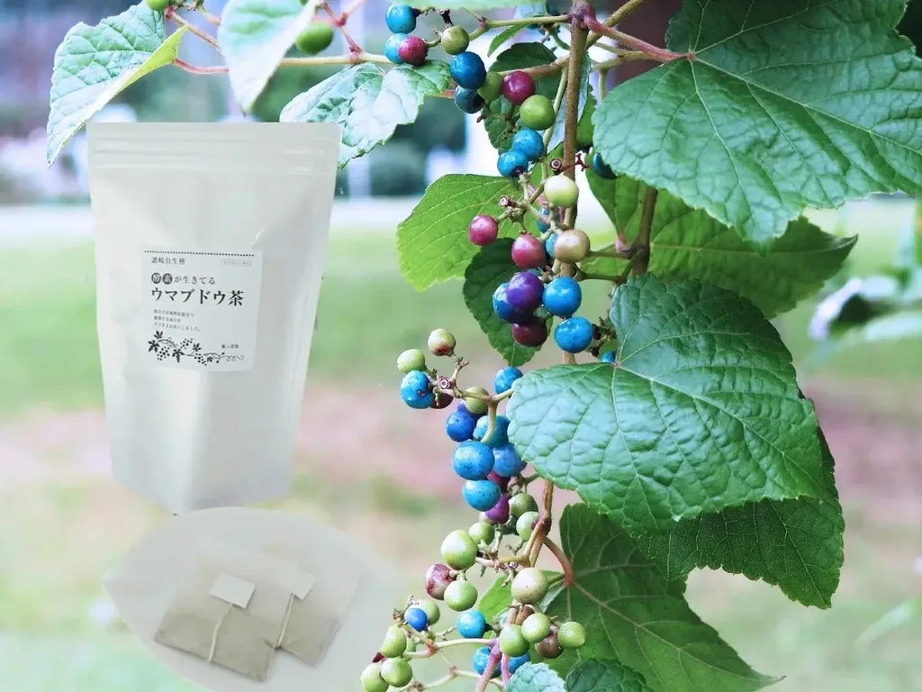 レビュー・口コミ一覧：有機JAS認証取得済☆酵素が生きてる