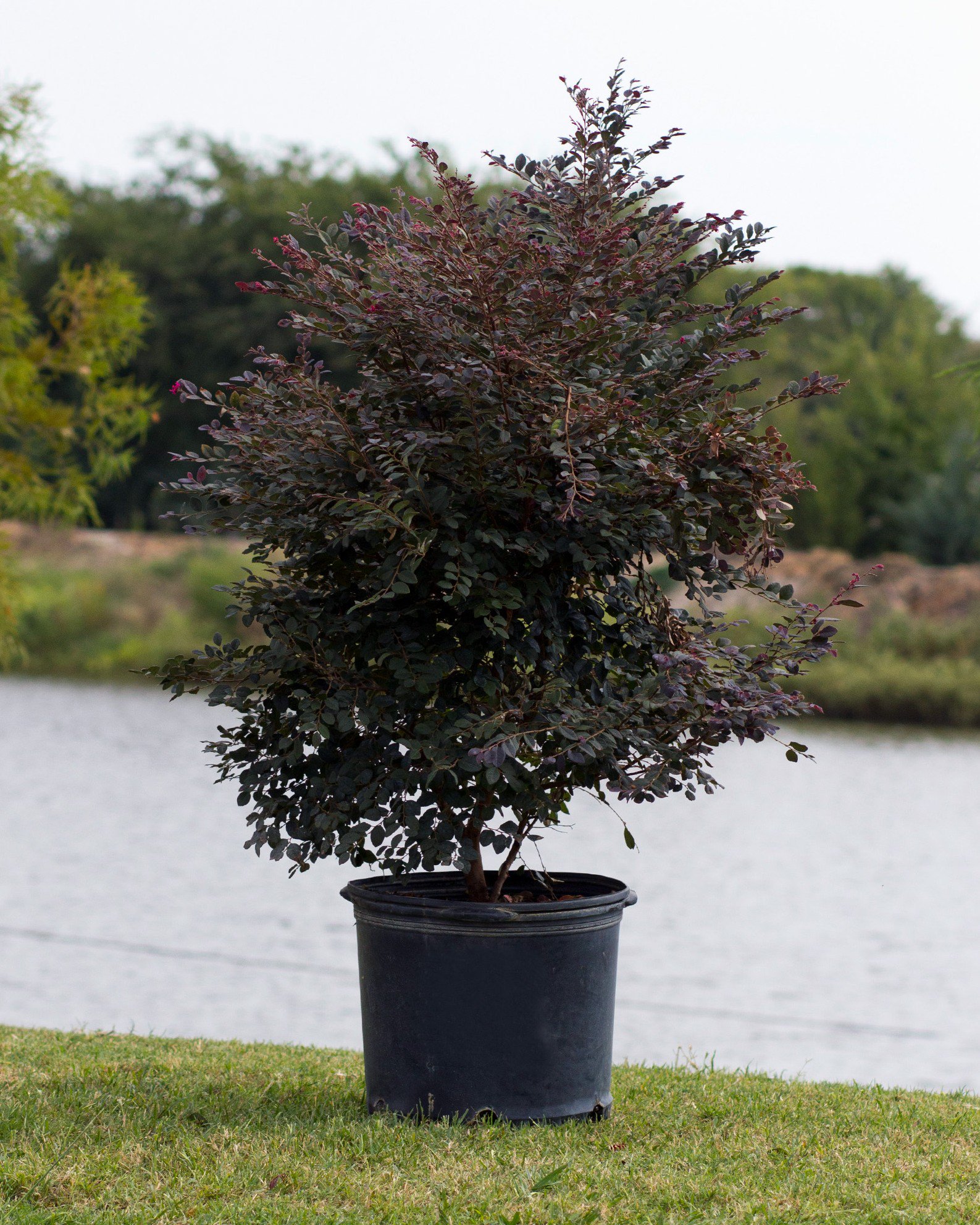 Cerise Charm Loropetalum | Order Online | Treeland Nursery