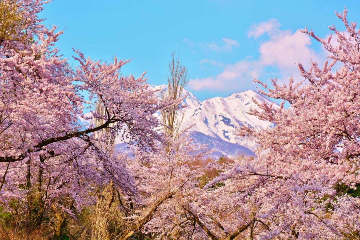 松ヶ峯の桜