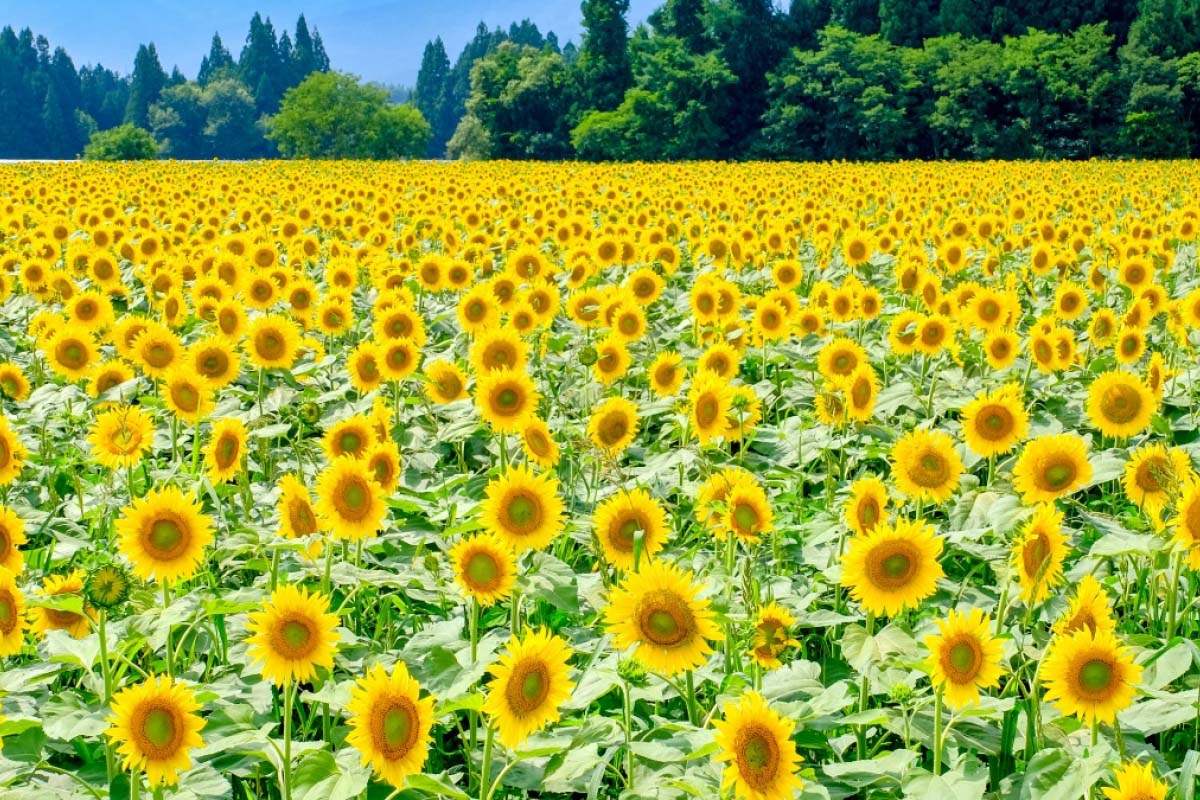 津南町のひまわり