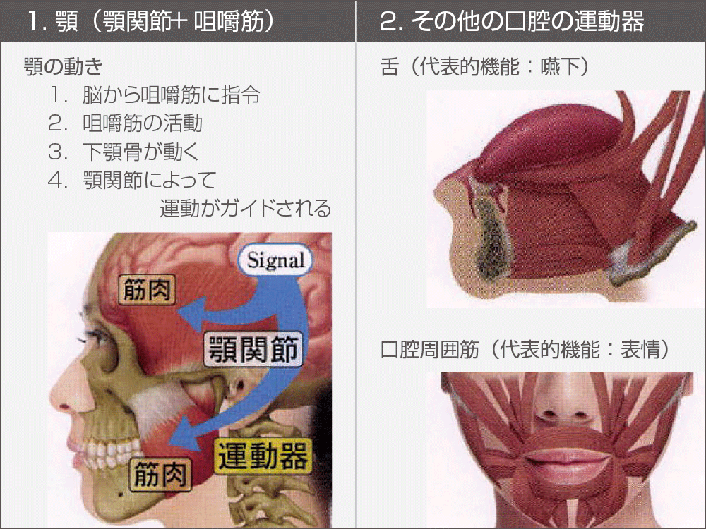 モリタ】顎関節症から考える人生を通した口腔機能管理の重要性について