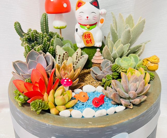 台湾 すべての多肉植物ギフトお得なポットセットは、高雄エリアの宅配