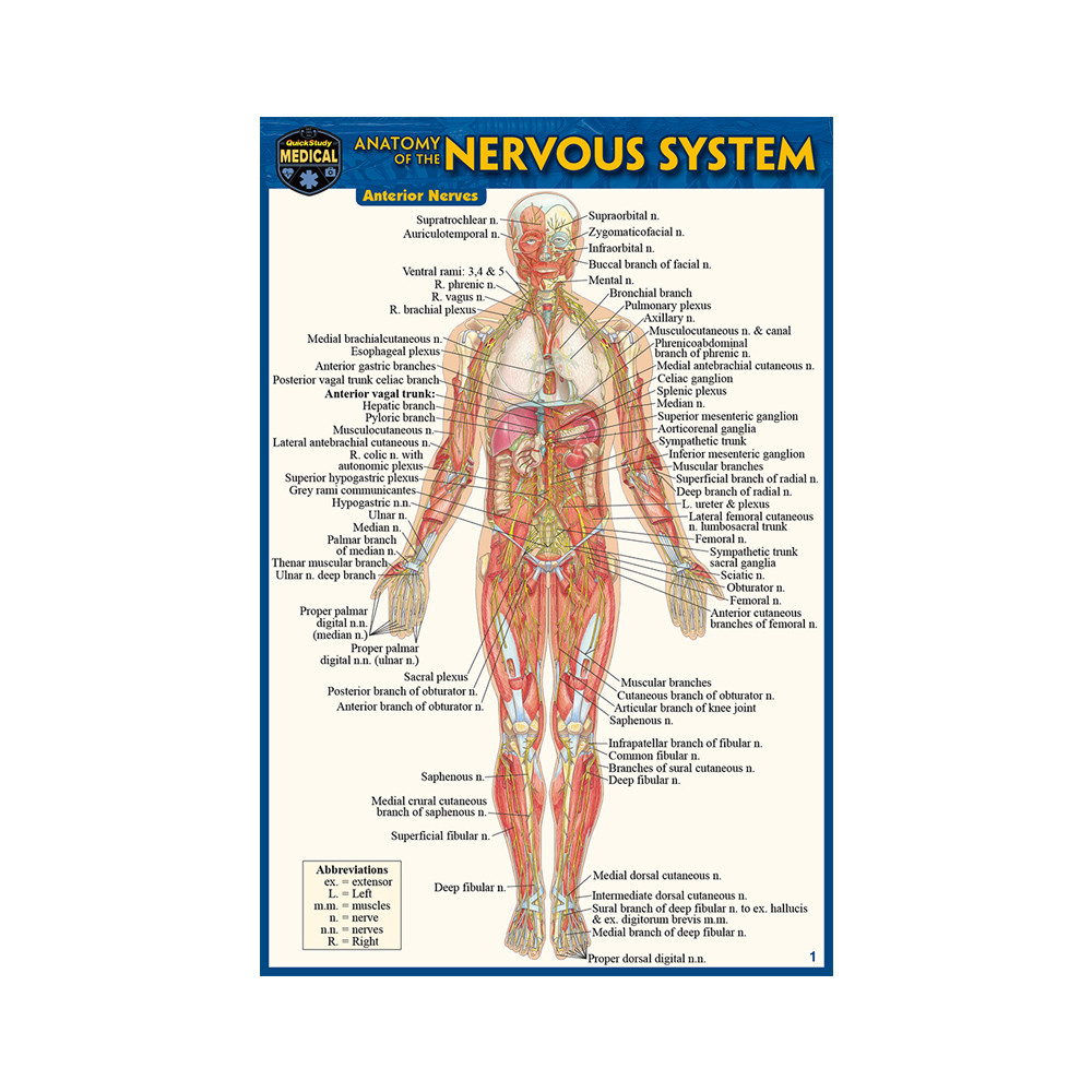 QuickStudy Anatomy of The Nervous System Laminated Pocket Guide