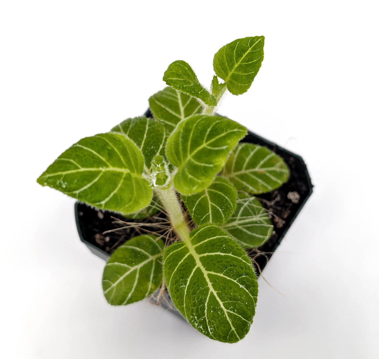 Pearcea hypocyrtiflora 'Green'