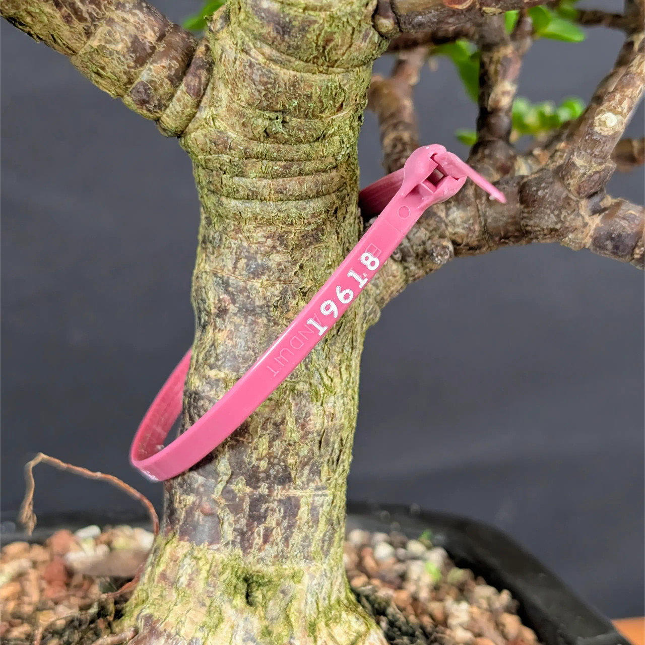 Variegated Dwarf Jade 'Portulacaria afra' in an Yixing Ceramic Pot