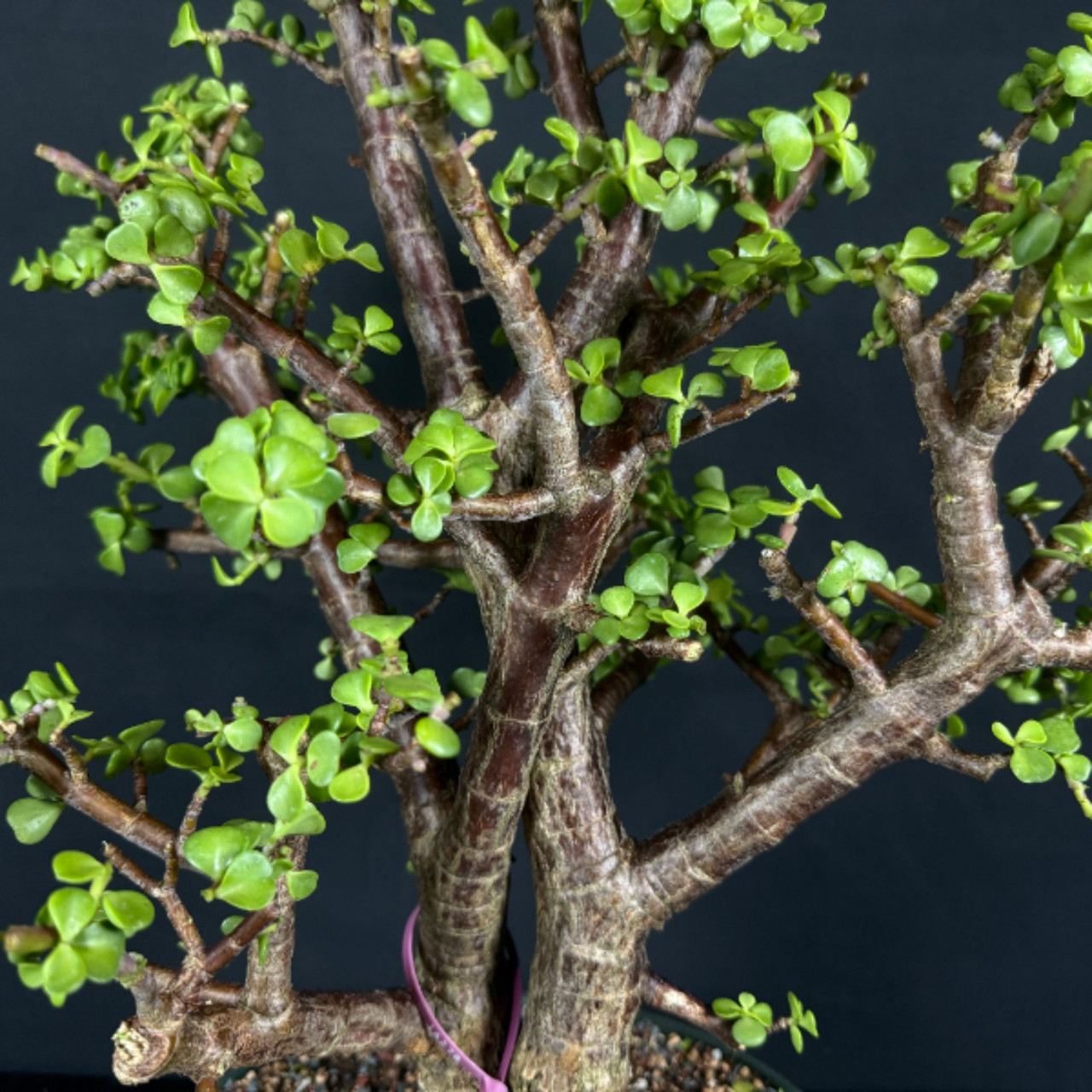 Mature Twin Trunk Dwarf Jade 'Portulacara afra' in a Grow Pot (No