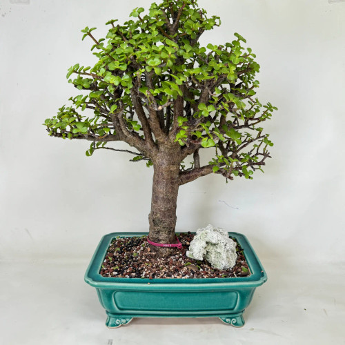 Dwarf Jade 'Portulacaria afra' in a Glazed Yixing Pot (No. 19812