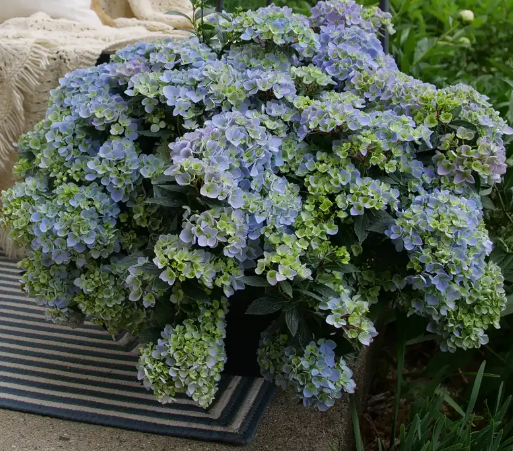 FAIRYTRAIL FRESCO™ Cascade Hydrangea®- Proven Winners - 4