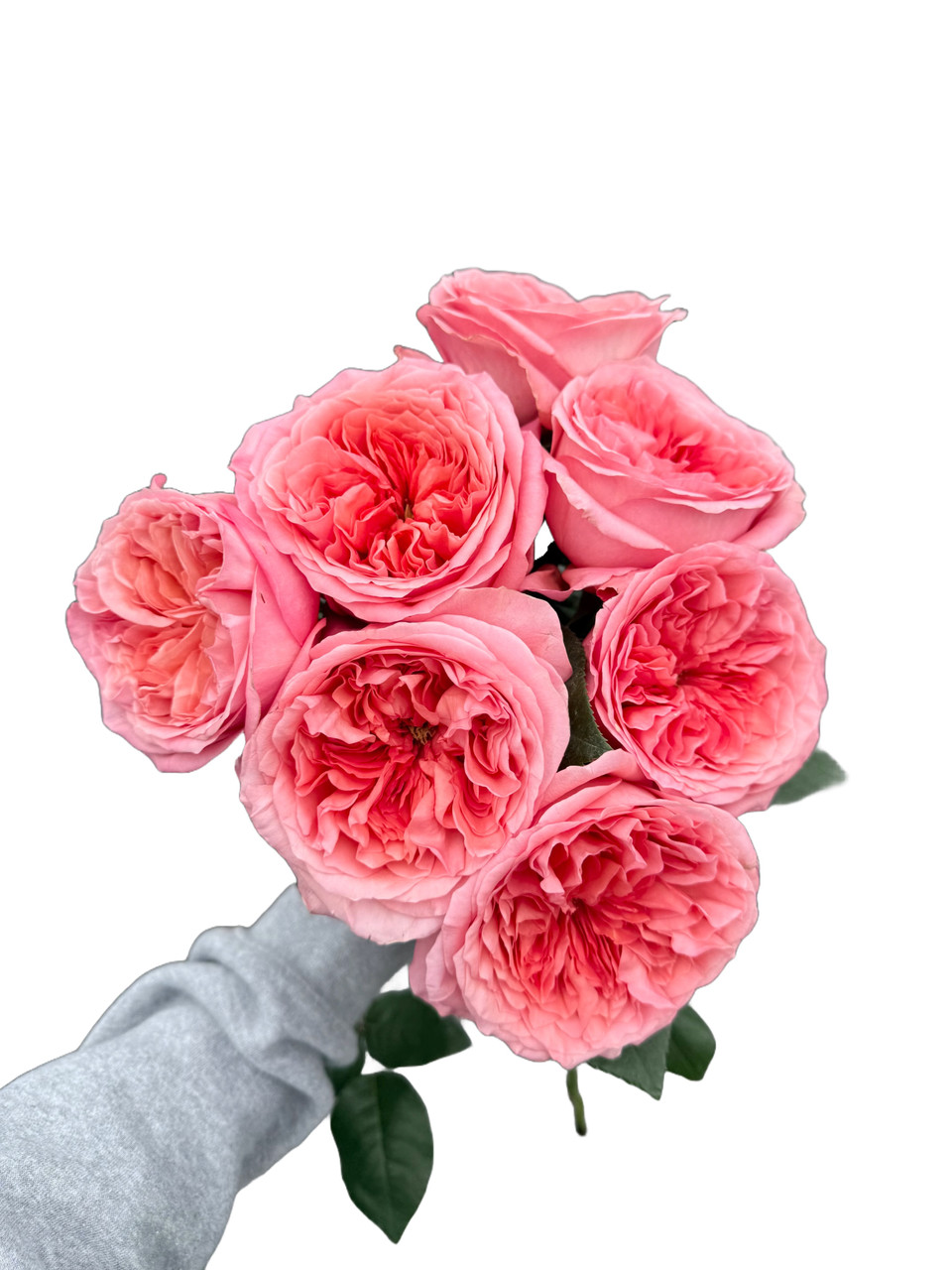 Pink X-Pression Roses - 25st. - Ramirez Wholesale Flowers Inc
