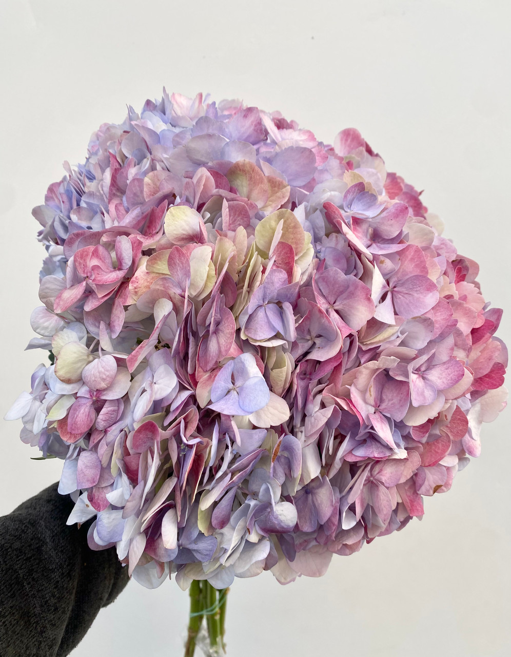 Hydrangea Kashmir - 5st. - Ramirez Wholesale Flowers Inc