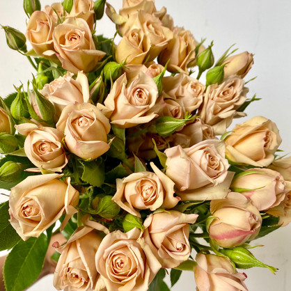Cafe Latte Rose - 10st. - Ramirez Wholesale Flowers Inc