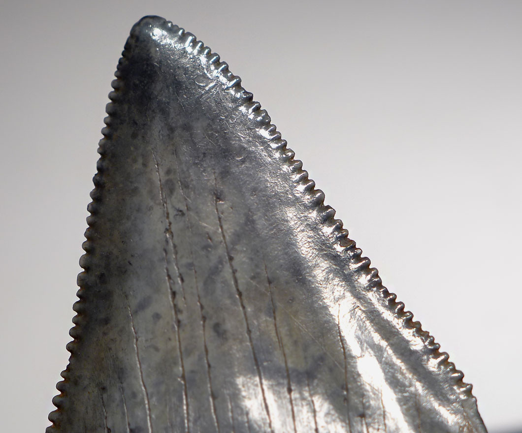 LARGEST GREAT WHITE FOSSIL SHARK TOOTH CARCHARIAS