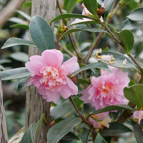 Pois ポワ mellow cami pink Pois ポワ mellow cami pink