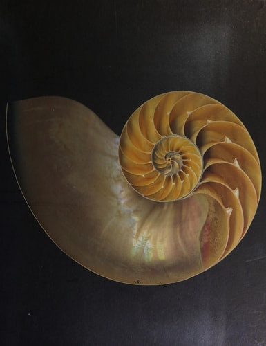 One Hundred Seashells - Labyrinth Books