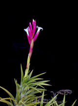 Tillandsia gardneri v. rupicola - Bird Rock Tropicals