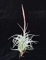 Tillandsia mima v. mima - Bird Rock Tropicals