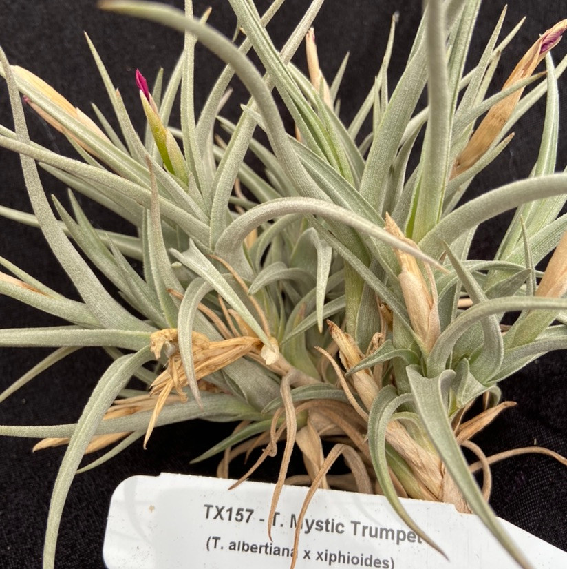 Tillandsia Mystic Trumpet (T. albertiana x xiphioides) - Bird Rock