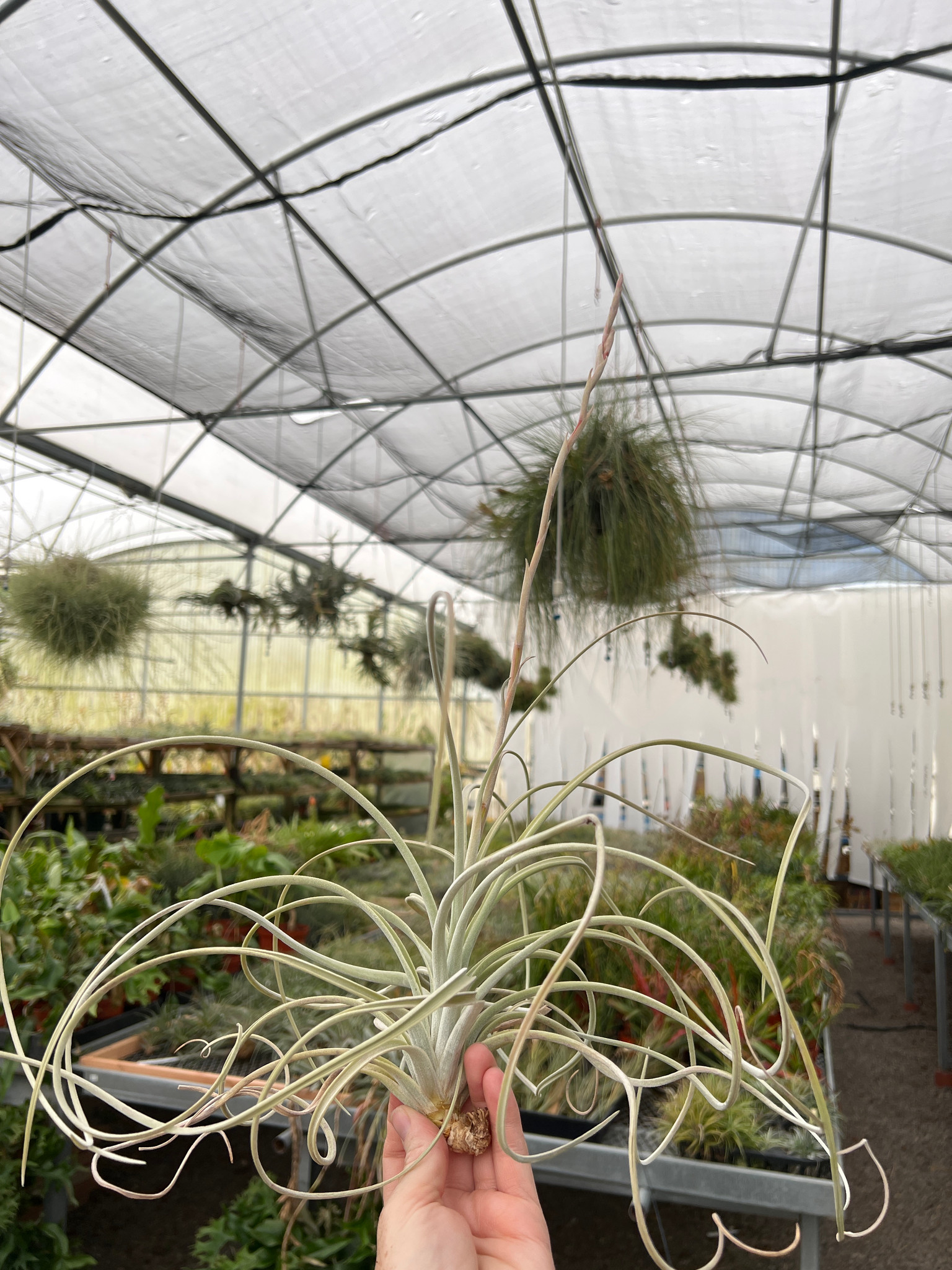 Tillandsia exserta - Bird Rock Tropicals