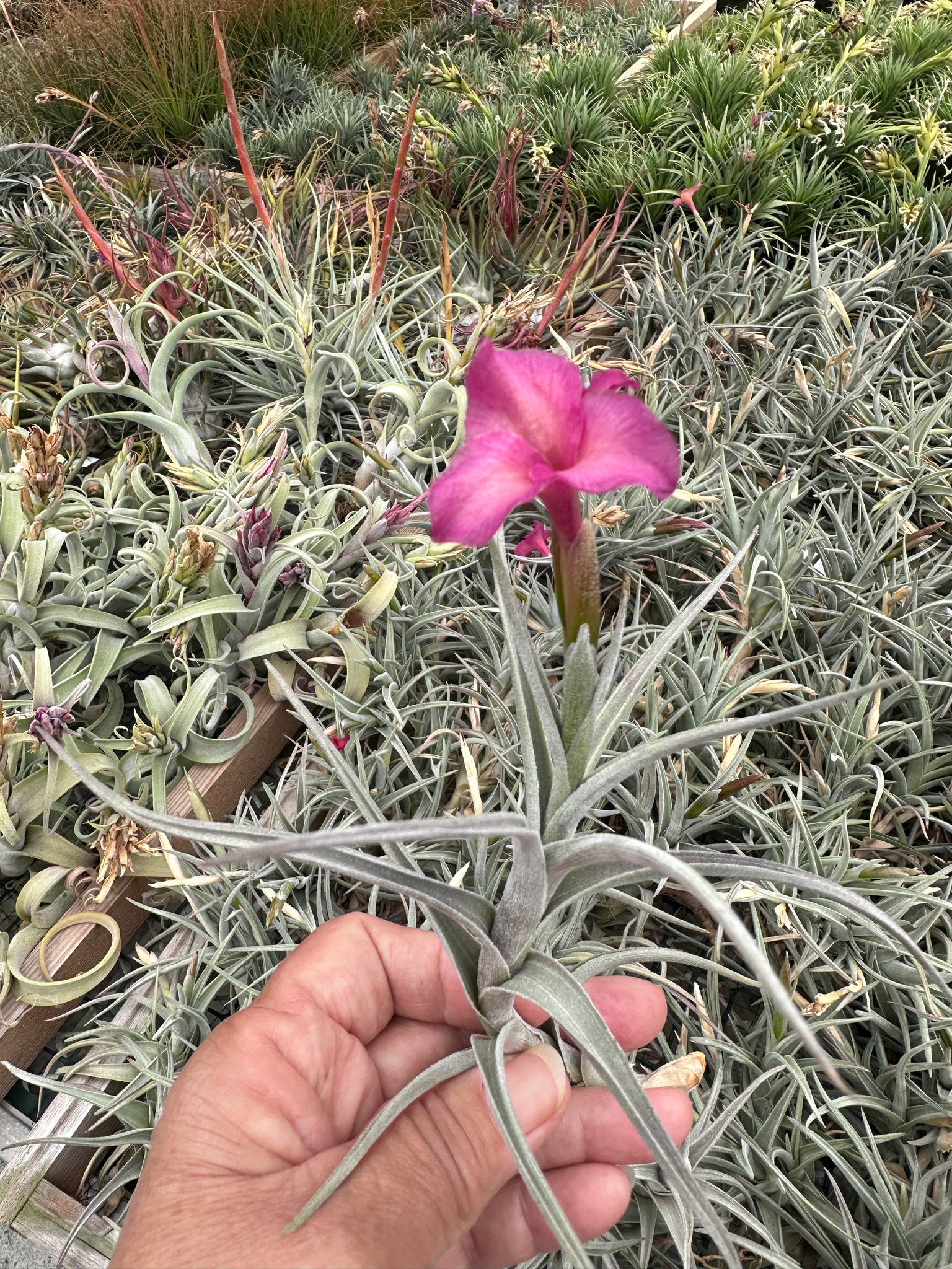Tillandsia Mystic Trumpet (T. albertiana x xiphioides) - Bird Rock