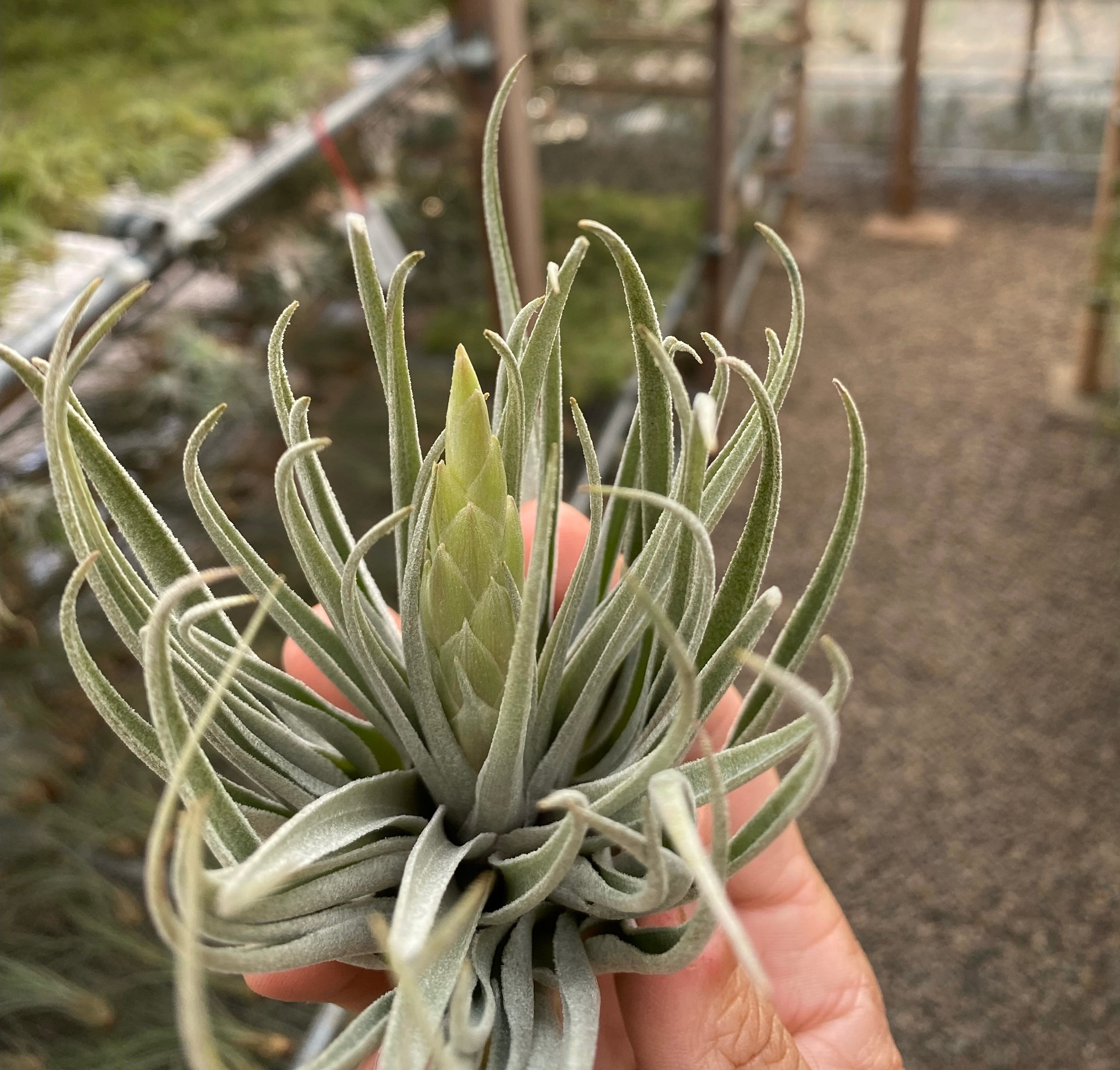 Tillandsia kautskyi hybrid (purple silver form) - Bird Rock Tropicals