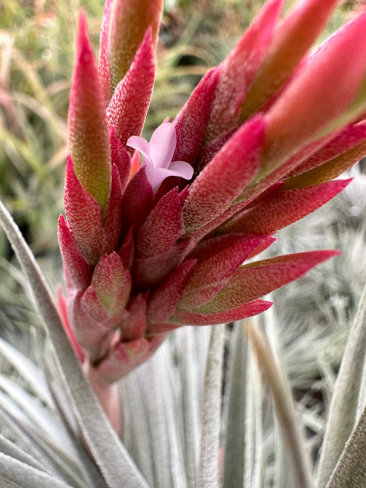 Tillandsia kautskyi hybrid (purple silver form) - Bird Rock Tropicals