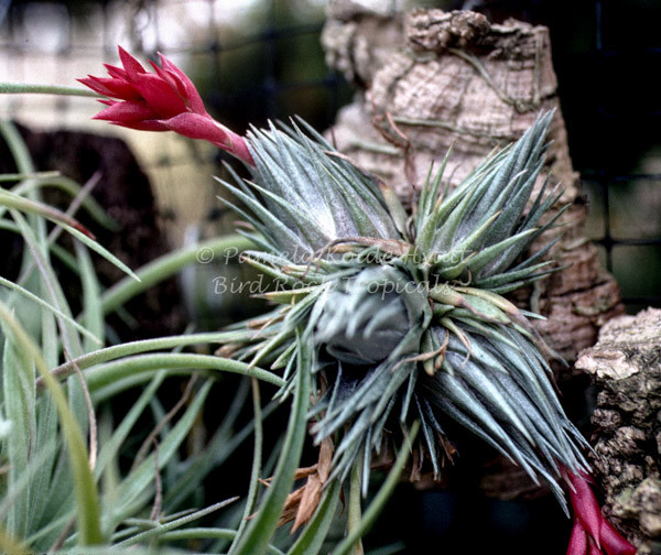 Tillandsia kautskyi - Bird Rock Tropicals
