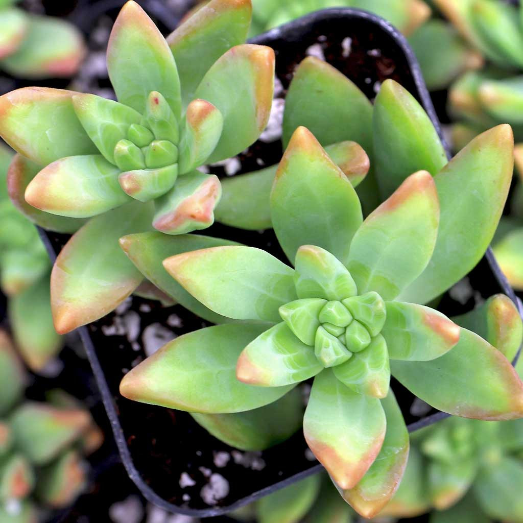 Pachysedum 'Frank Venz' | Mountain Crest Gardens™