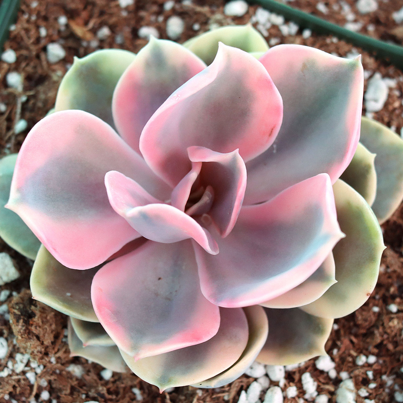 Echeveria 'Rainbow' [large] | Mountain Crest Gardens™