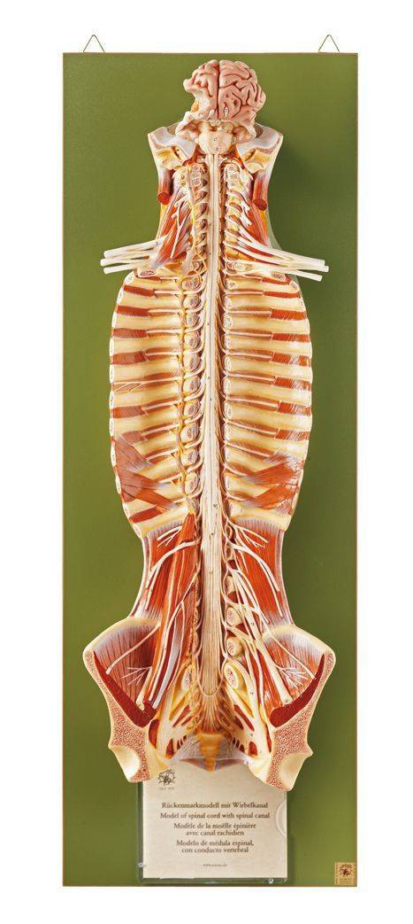 SOMSO Spinal Cord in the Spinal Canal | Anatomy Warehouse