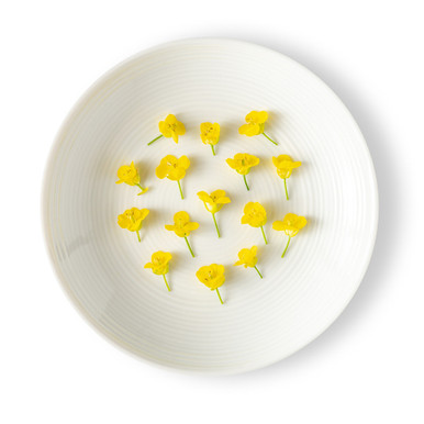 MICFLW100MUS | Edible Mustard Flower (100CT) - Pacific Coast Fresh Co.