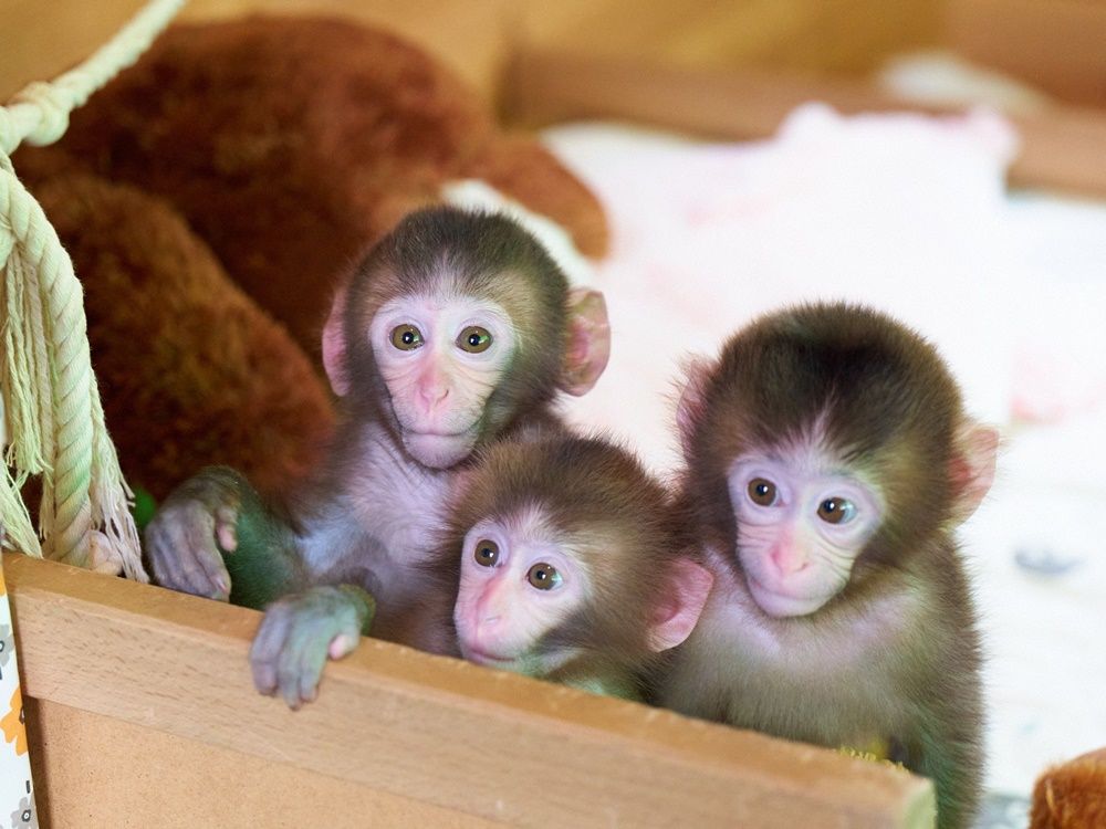 おさるランド＆アニタウン 日光さる軍団劇場 前売りチケット ～お猿