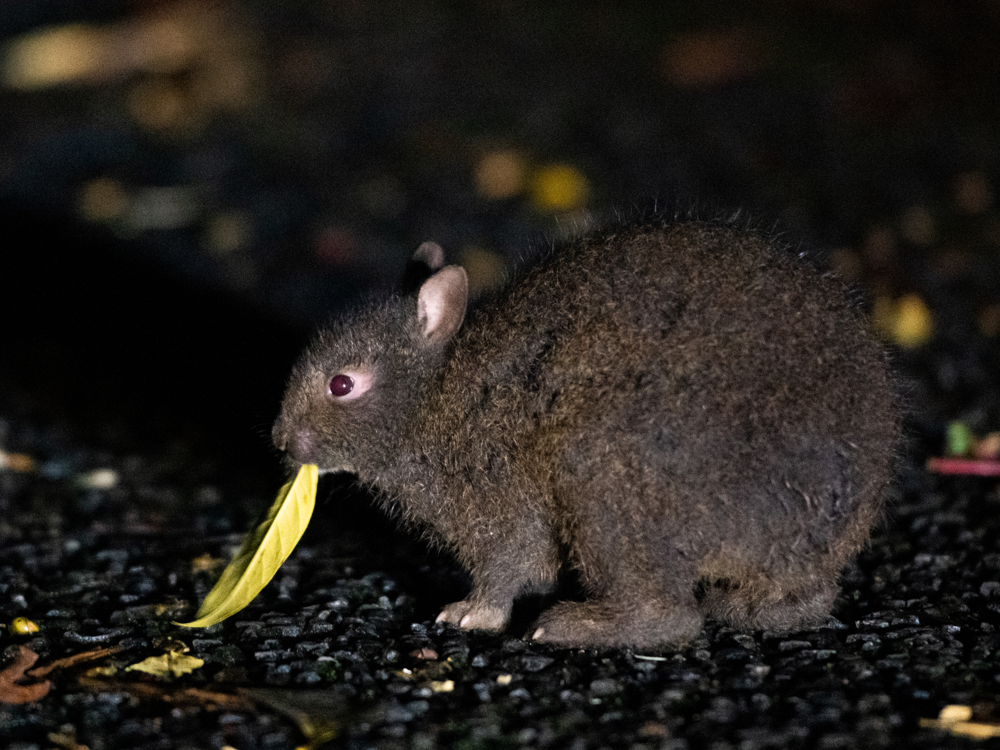UMUI ～感謝～ AKIRA 希少 CD 奄美大島 藤田晶 シマ唄 民謡 UMUI
